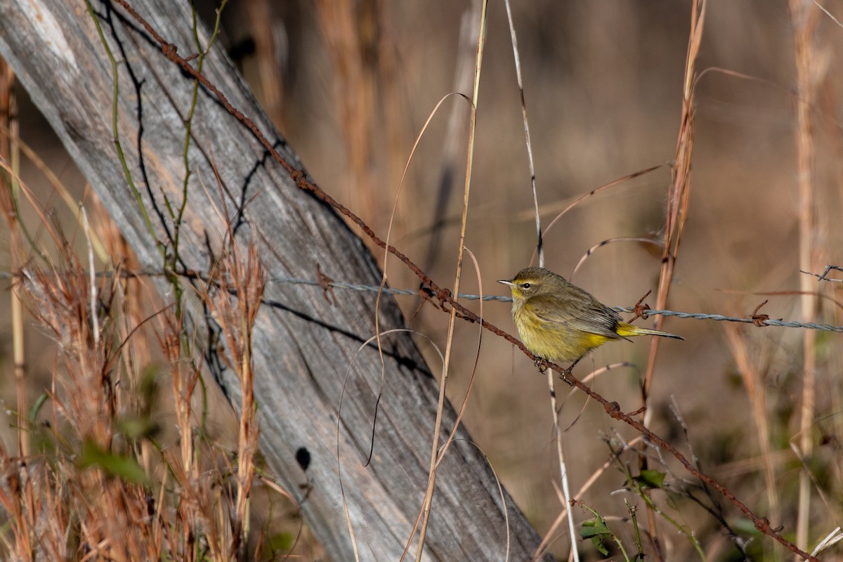 Palm Warbler (Yellow) - ML517793021