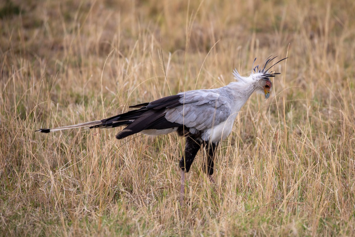 Secretarybird - ML517793051