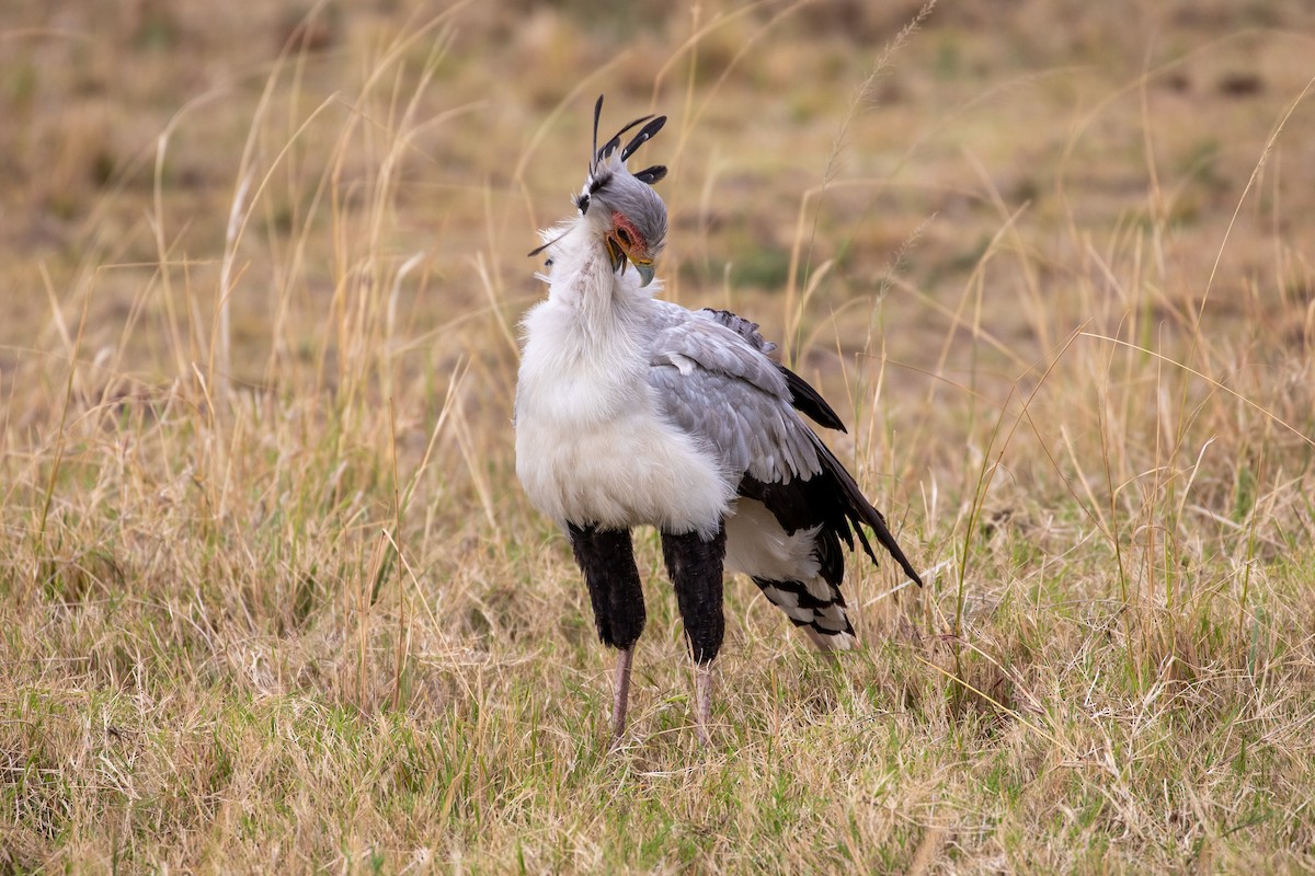 Secretarybird - ML517793061