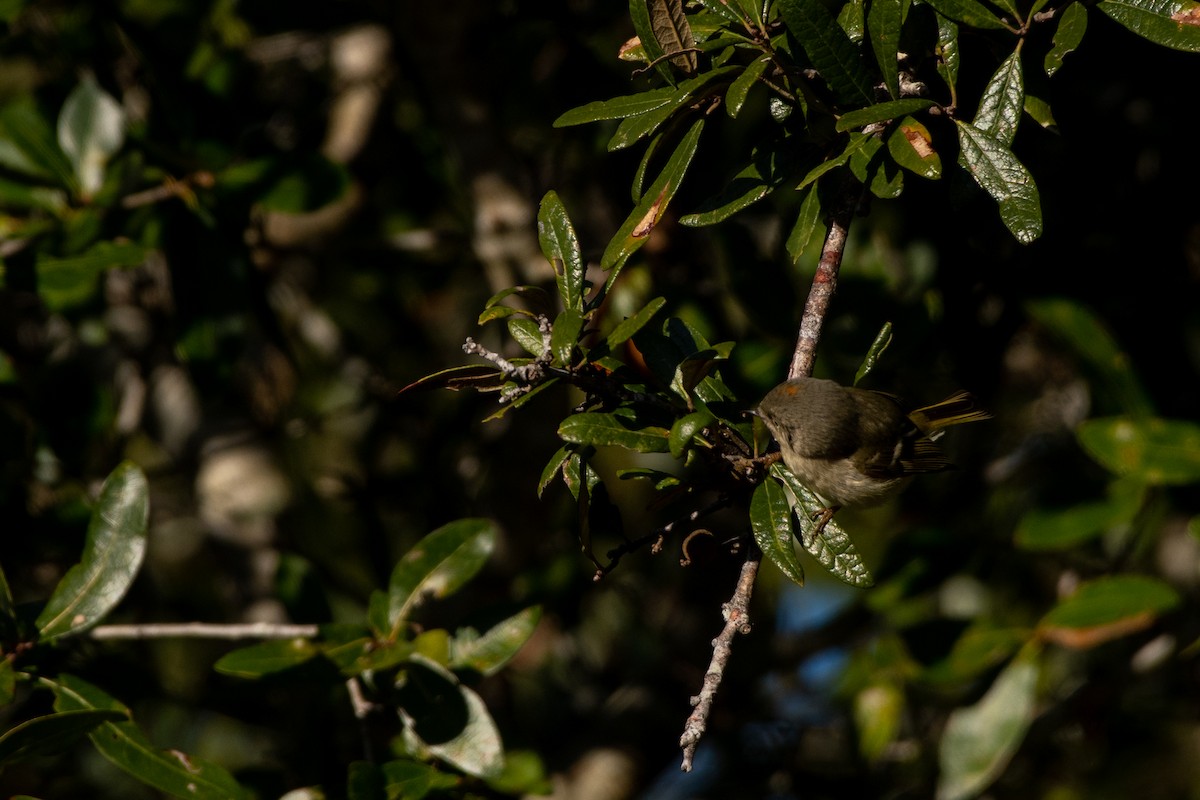 Ruby-crowned Kinglet - ML517793131