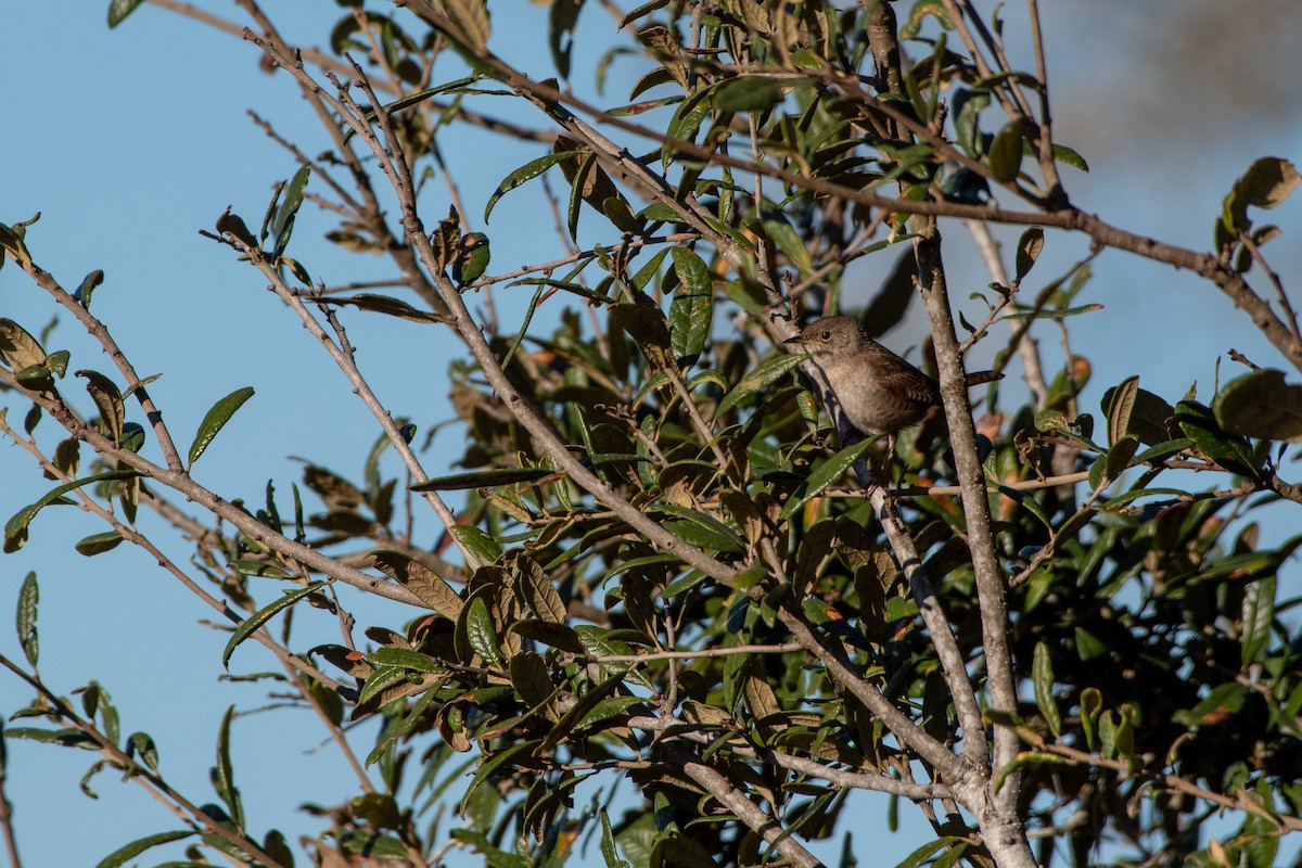 House Wren - Court Harding