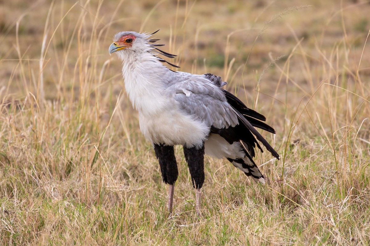 Secretarybird - ML517793381