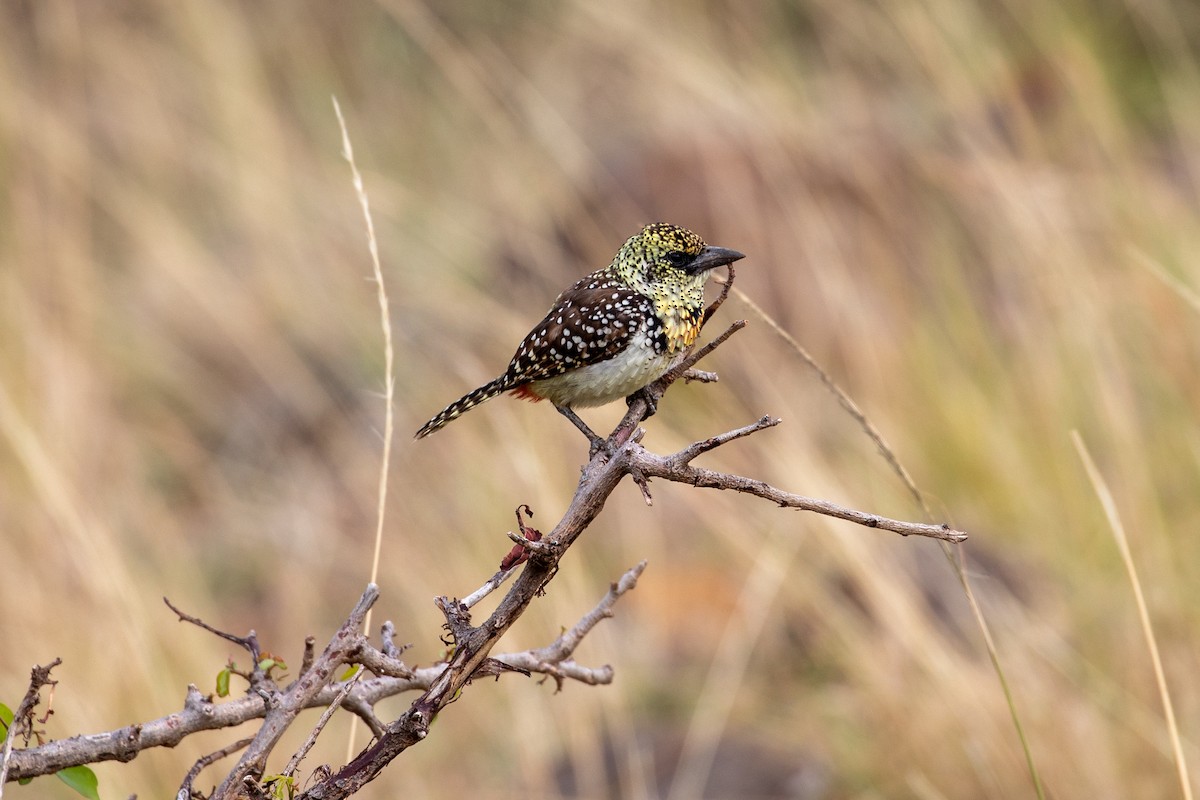 D'Arnaud's Barbet - ML517793801