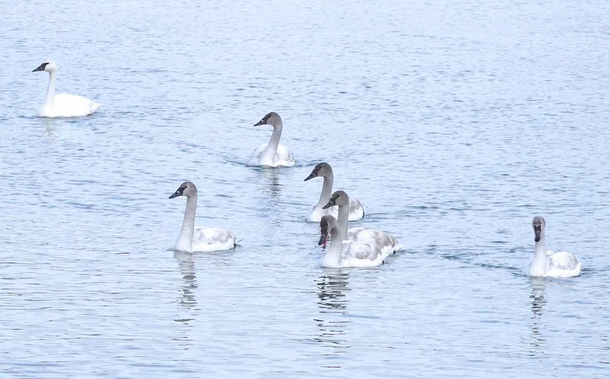 Trumpeter Swan - ML517793871