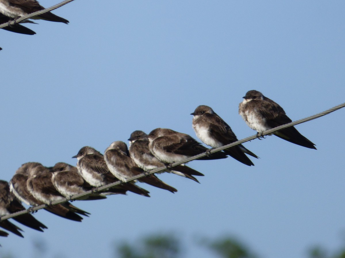 Brown-chested Martin - Silvia Enggist