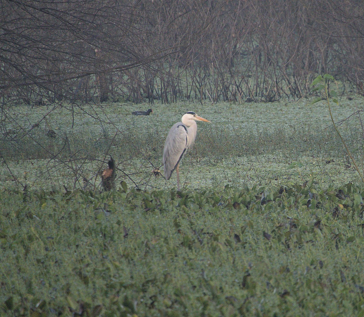 Gray Heron - ML517794671