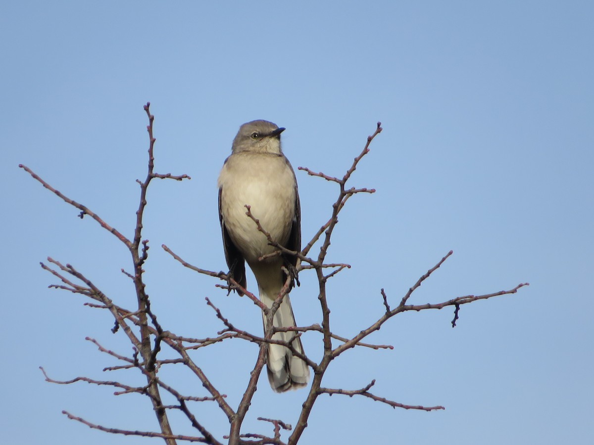 Northern Mockingbird - Nick Dawson