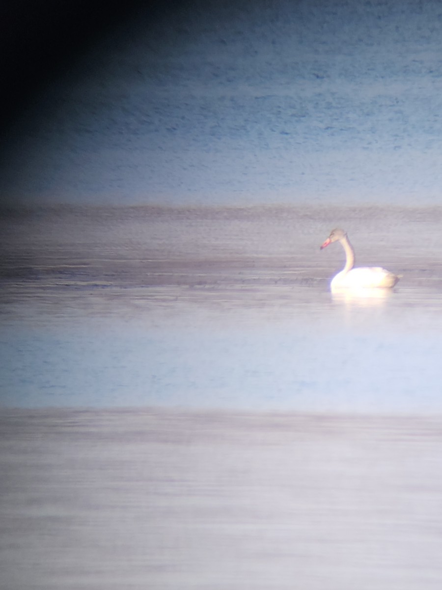 Tundra Swan - ML517796831