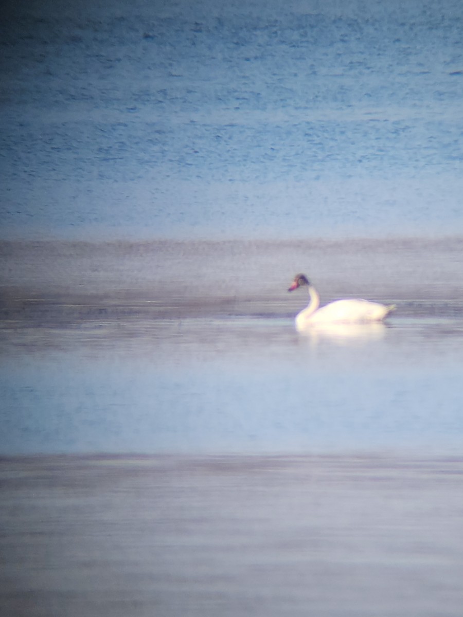 Tundra Swan - ML517796841