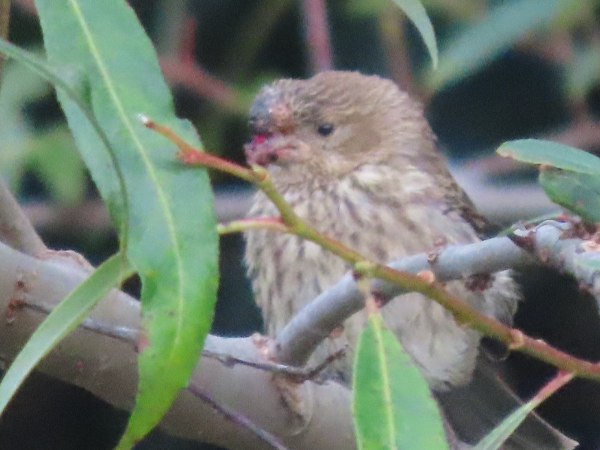 House Finch - ML517797141