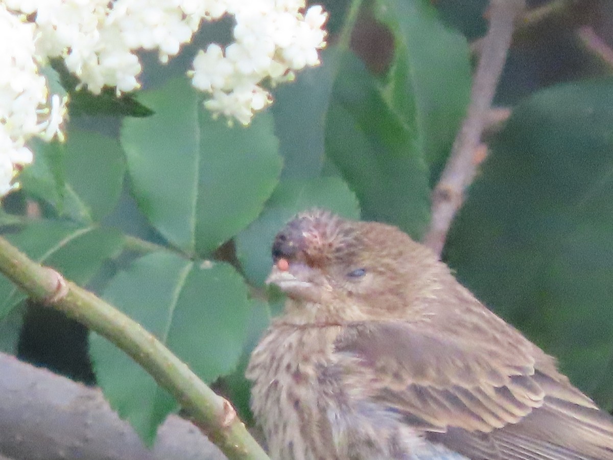 House Finch - ML517797181