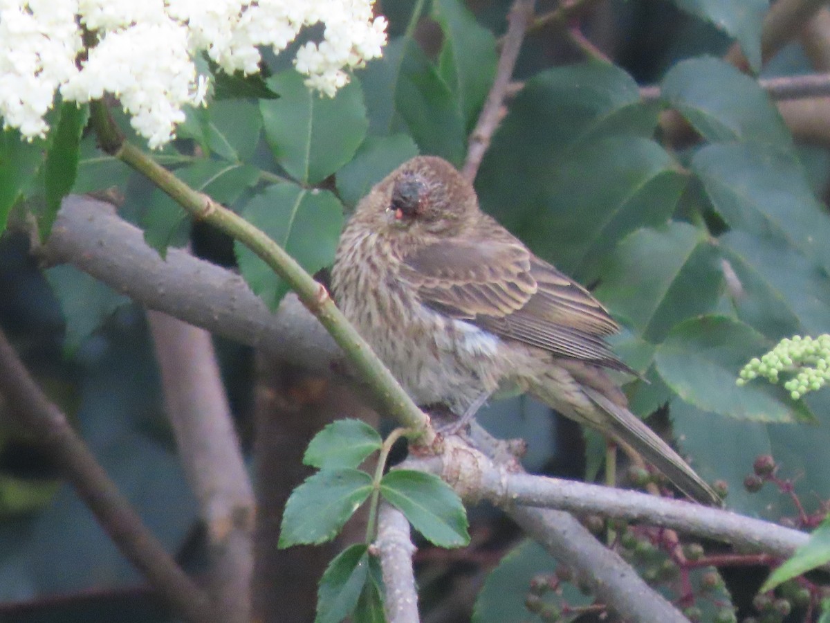 House Finch - ML517797271