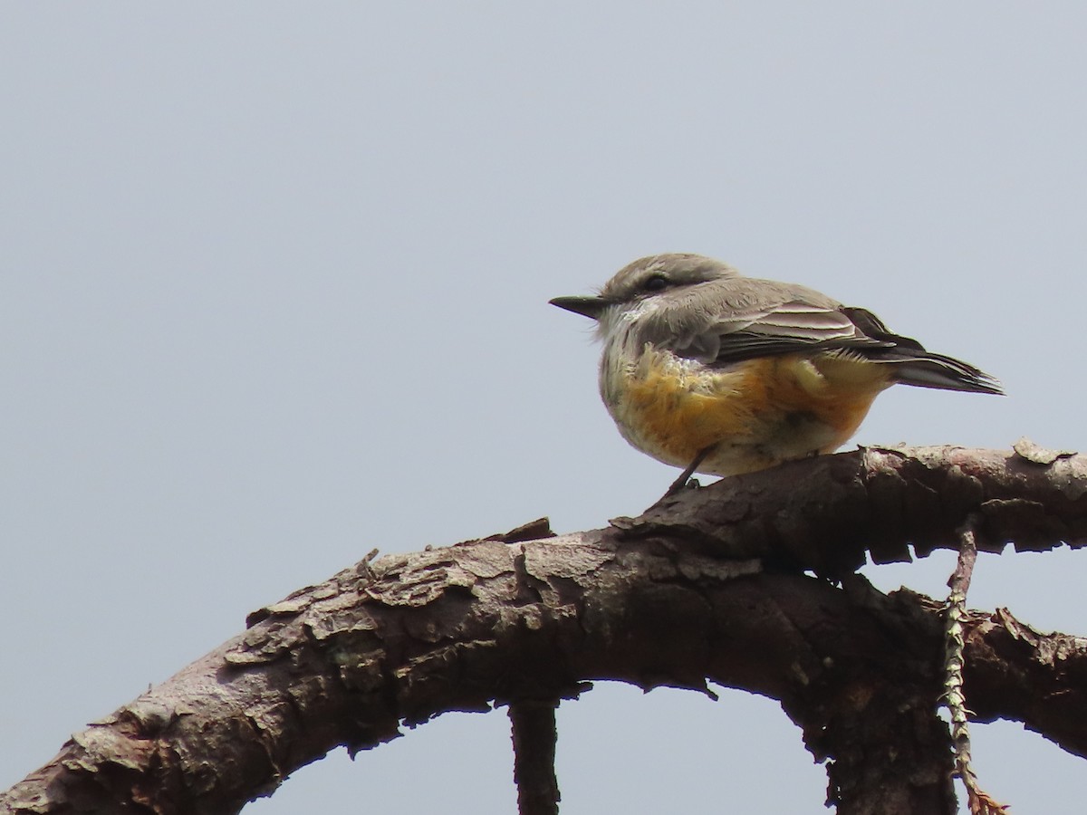 Vermilion Flycatcher - ML517798641