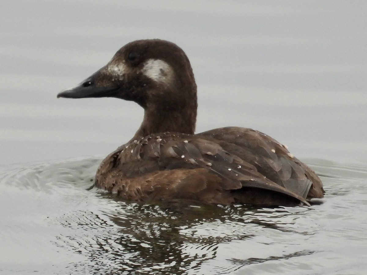 White-winged Scoter - ML517799801