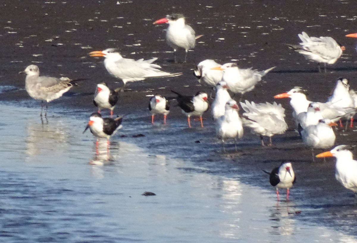 Black Skimmer - ML517800561