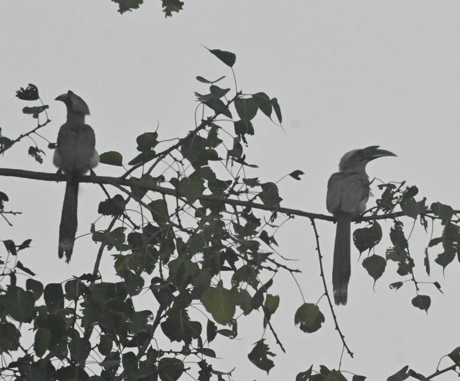 Indian Gray Hornbill - ML517800681