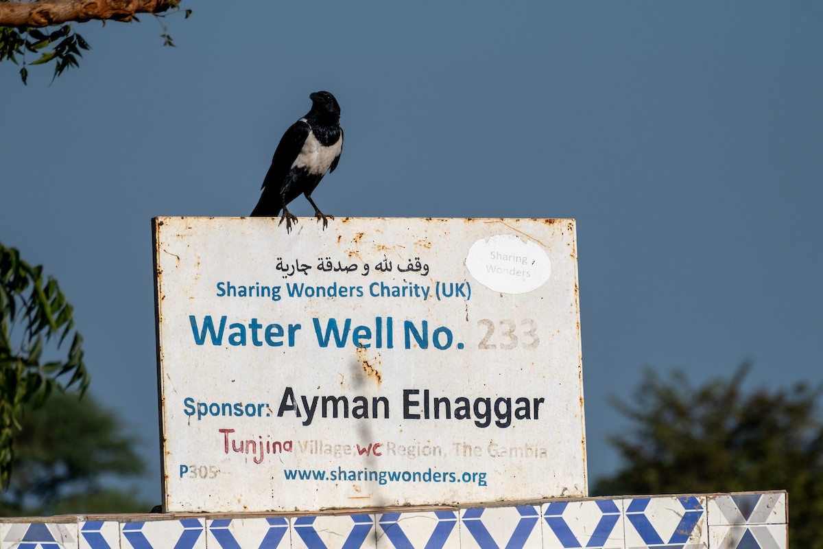 Pied Crow - ML517800961