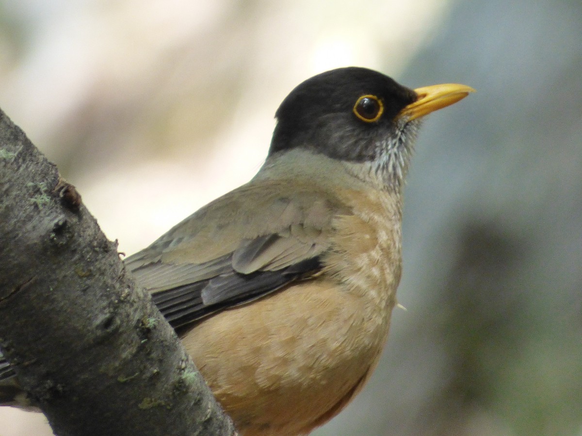 Austral Thrush - joe trig