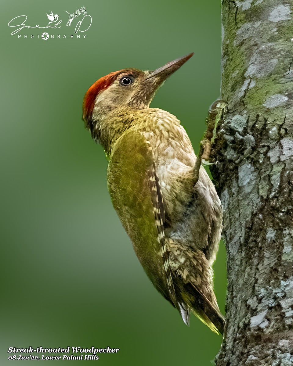 Streak-throated Woodpecker - Gokul D
