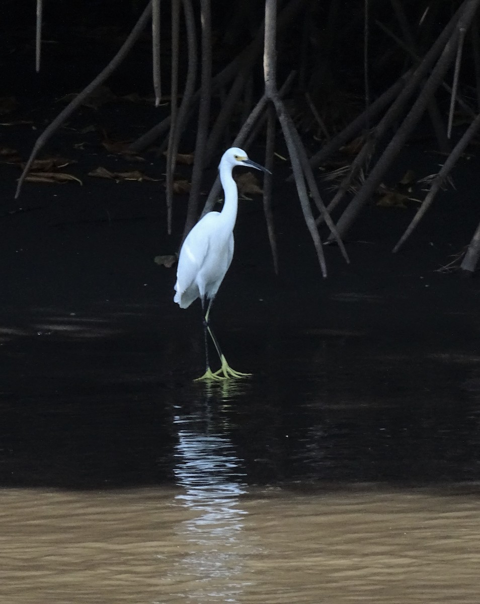 Snowy Egret - ML517802981