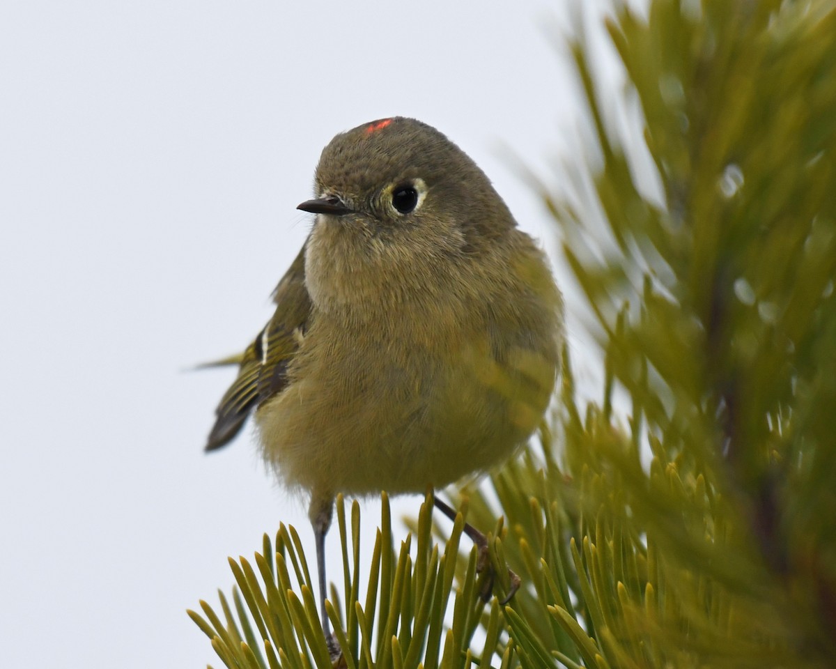 Ruby-crowned Kinglet - ML517803271