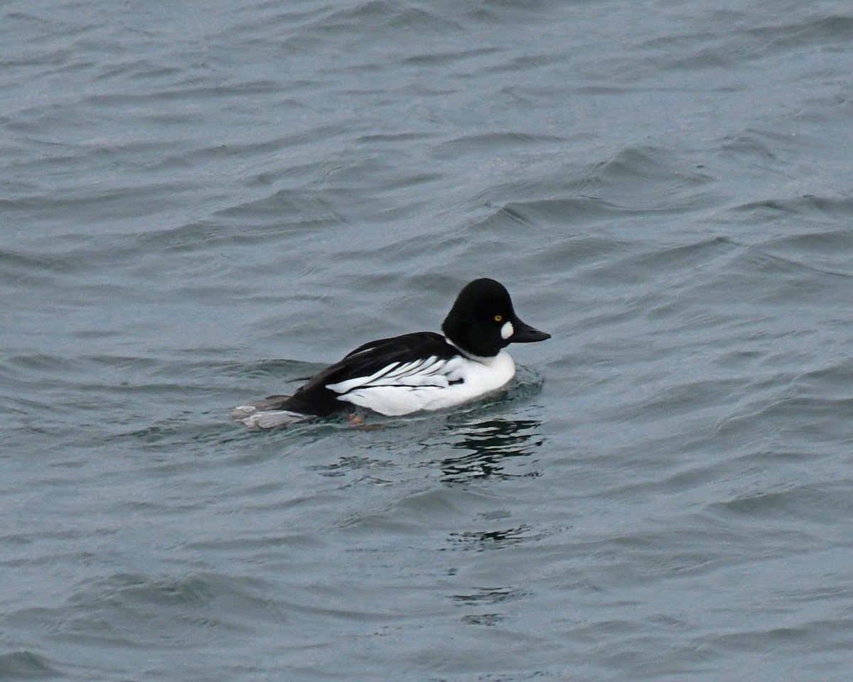 Common Goldeneye - ML517803301