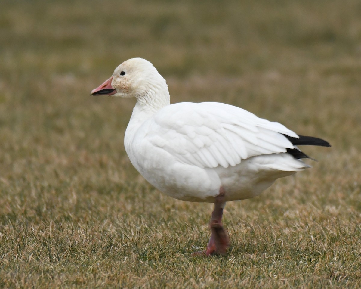 Snow Goose - ML517803391