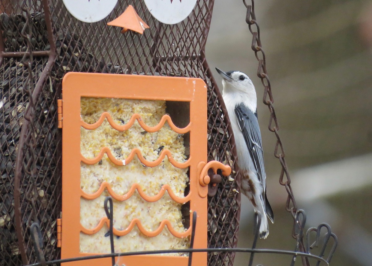 White-breasted Nuthatch - ML517804771