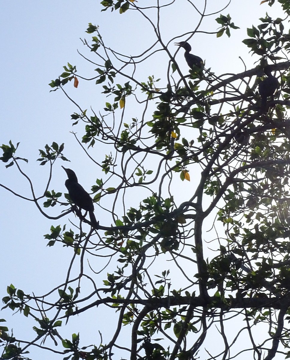 Neotropic Cormorant - ML517806701