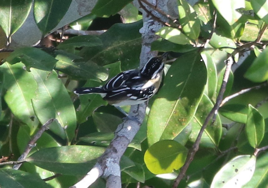 Spot-backed Antwren - ML517807101