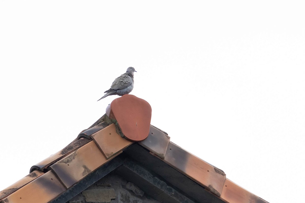 Eurasian Collared-Dove - ML517807231