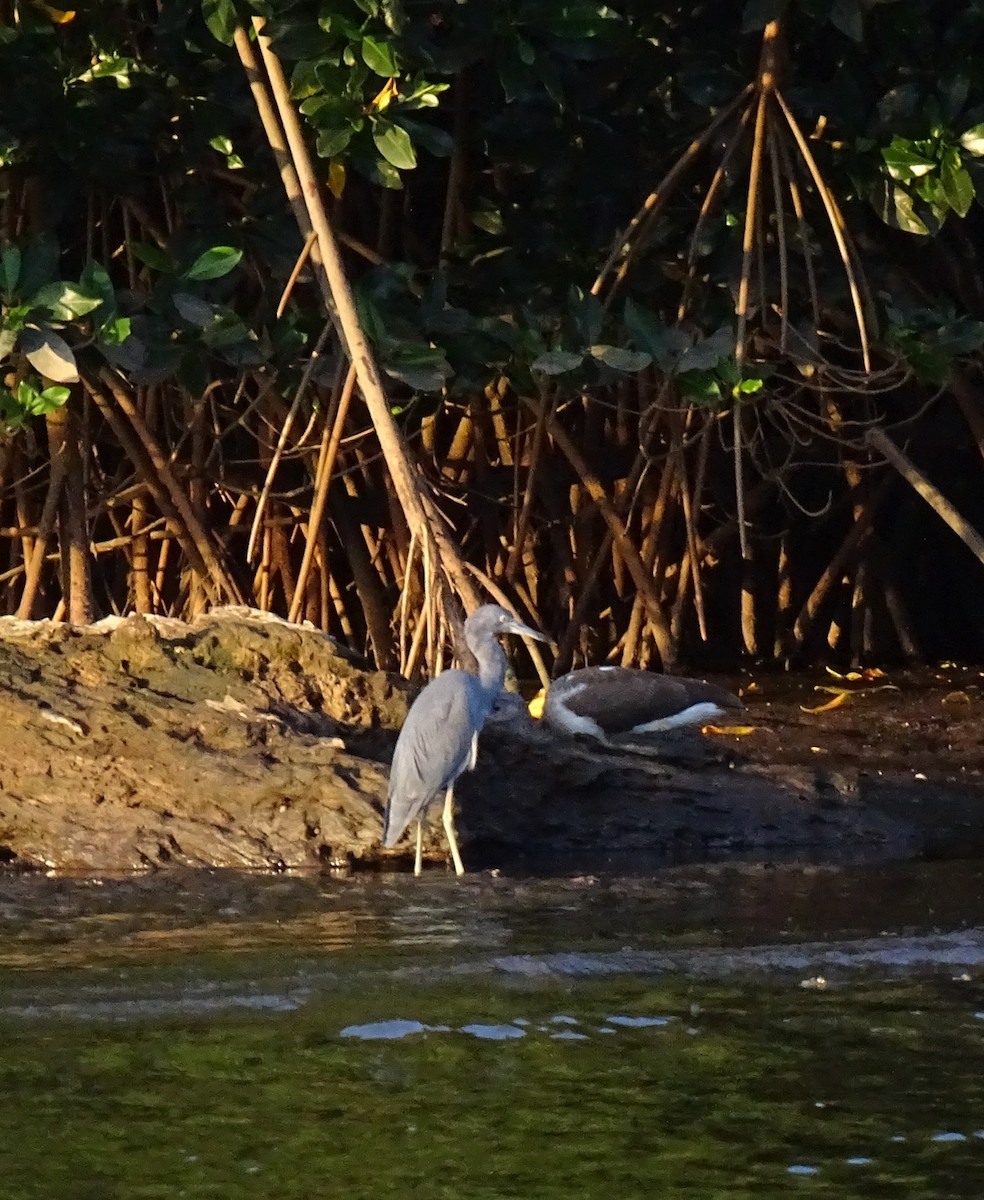 Little Blue Heron - ML517808051