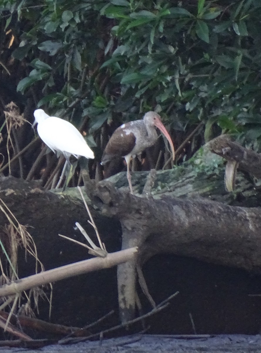 White Ibis - ML517808221