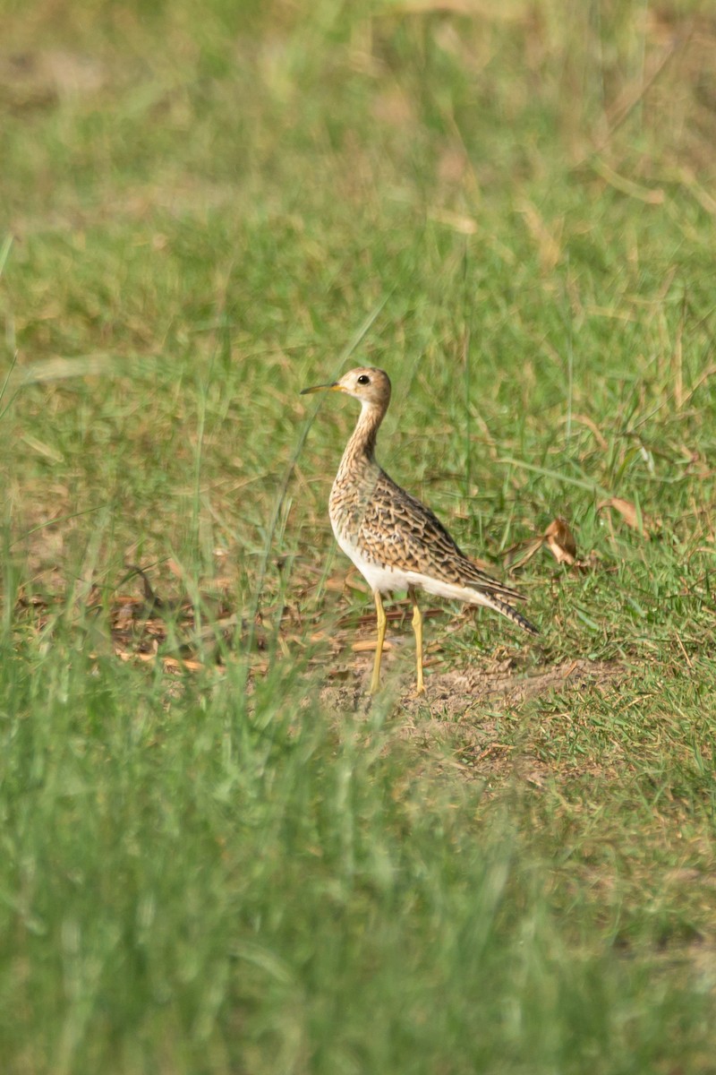 Upland Sandpiper - ML517808841