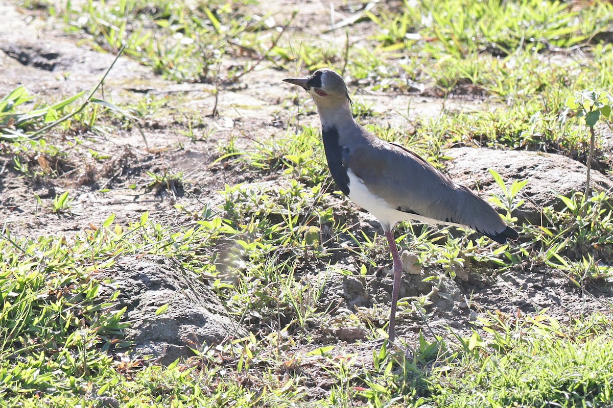 Southern Lapwing - ML517810361