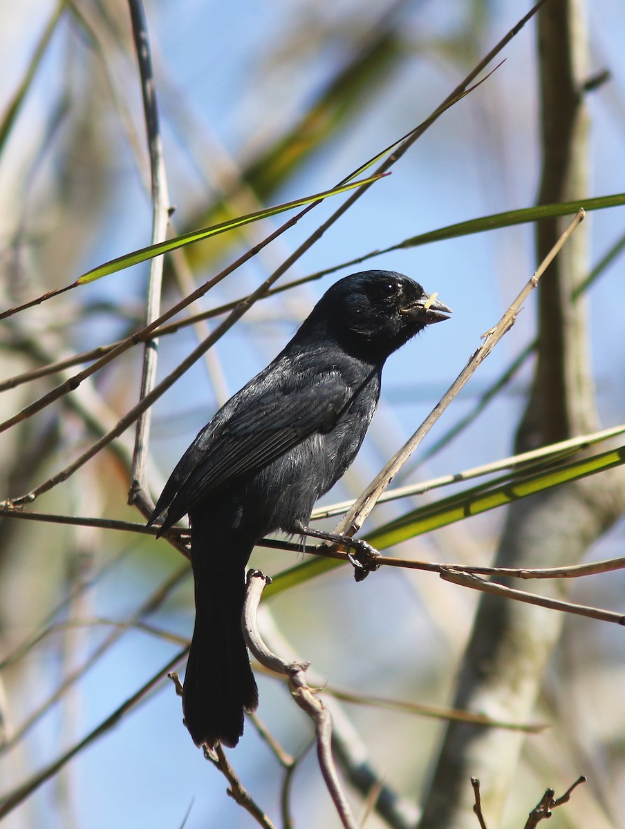 Blue Seedeater (Blue) - ML517810791