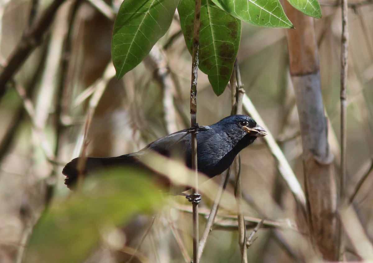 Blue Seedeater (Blue) - Jorge Montejo