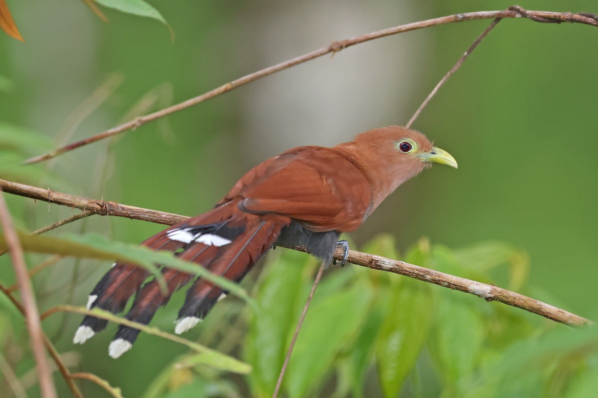 Squirrel Cuckoo - ML517811761