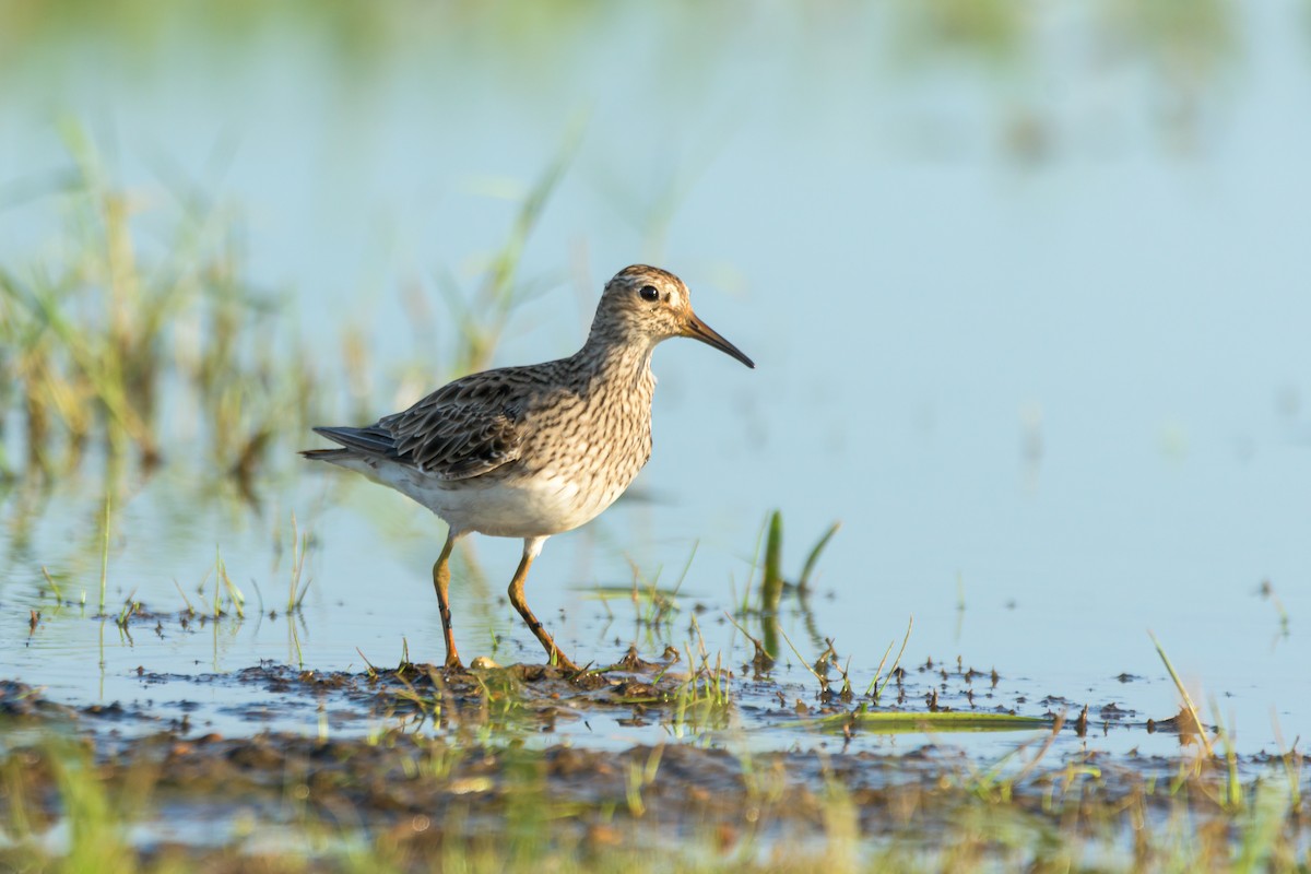 Pectoral Sandpiper - Carlos Rossello