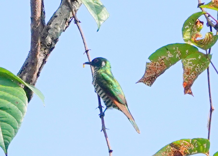 White-eared Bronze-Cuckoo - ML517812671