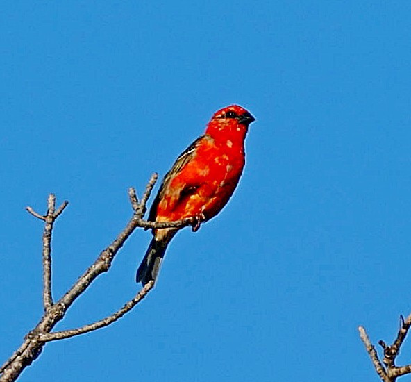 Red Fody - ML517813471