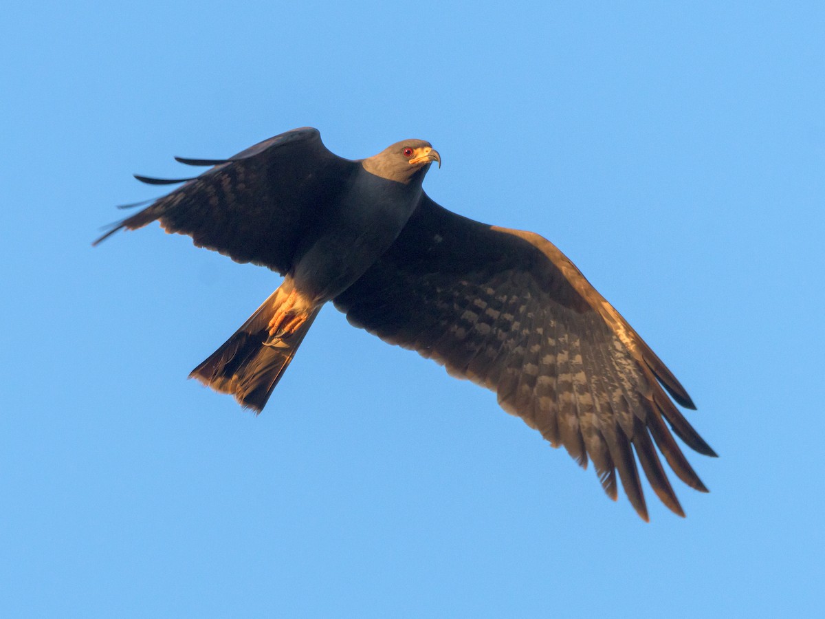 Schneckenbussard - ML517813521