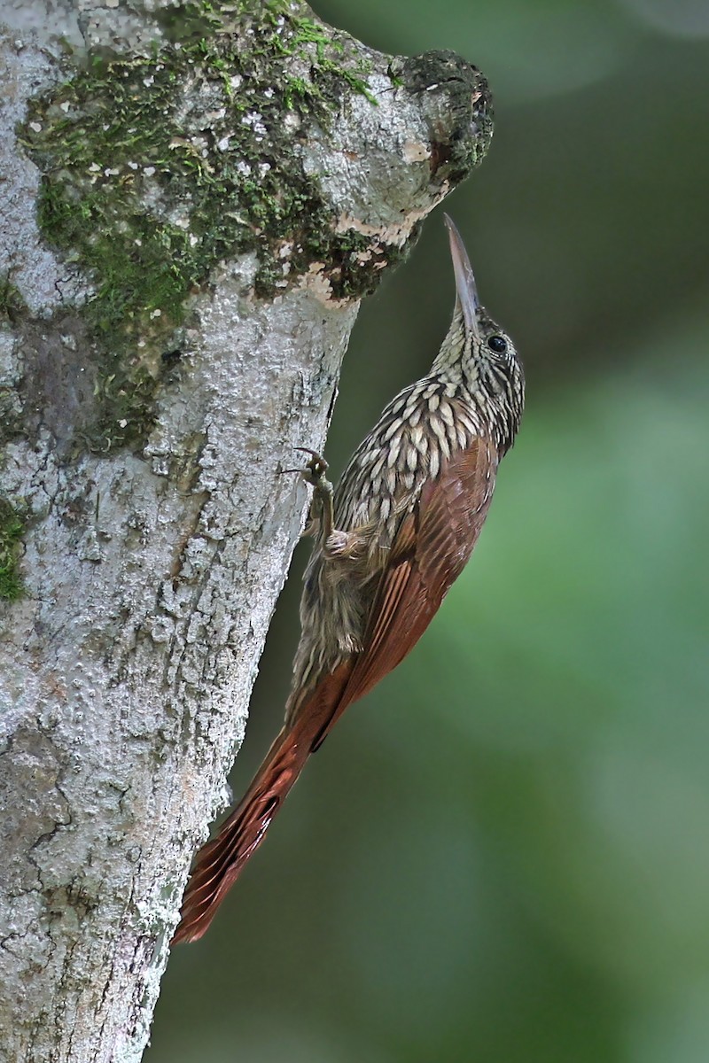 Streak-headed Woodcreeper - ML517813561