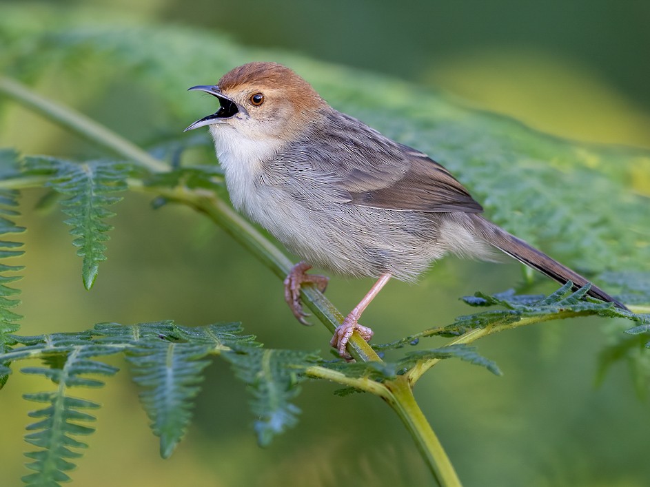 Churring Cisticola - Cisticola njombe - Birds of the World