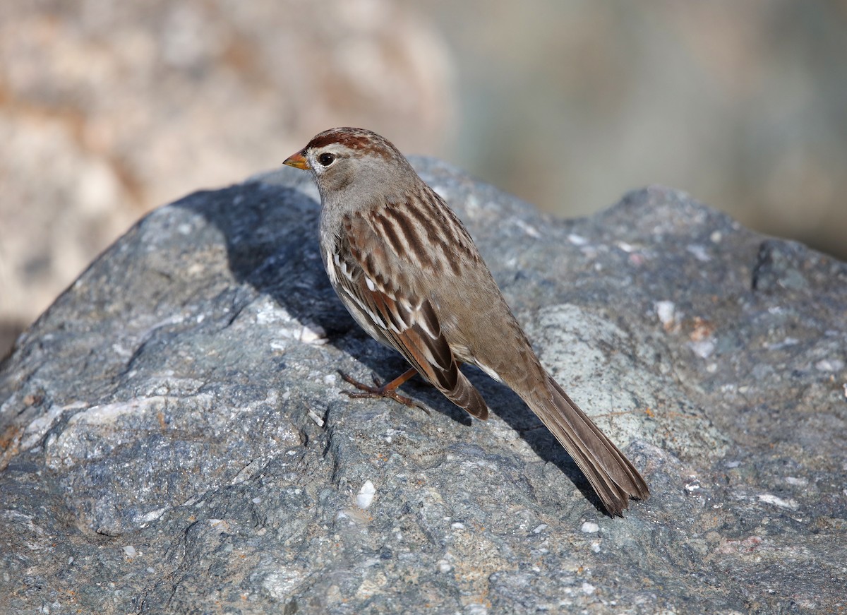White-crowned Sparrow - ML517814211