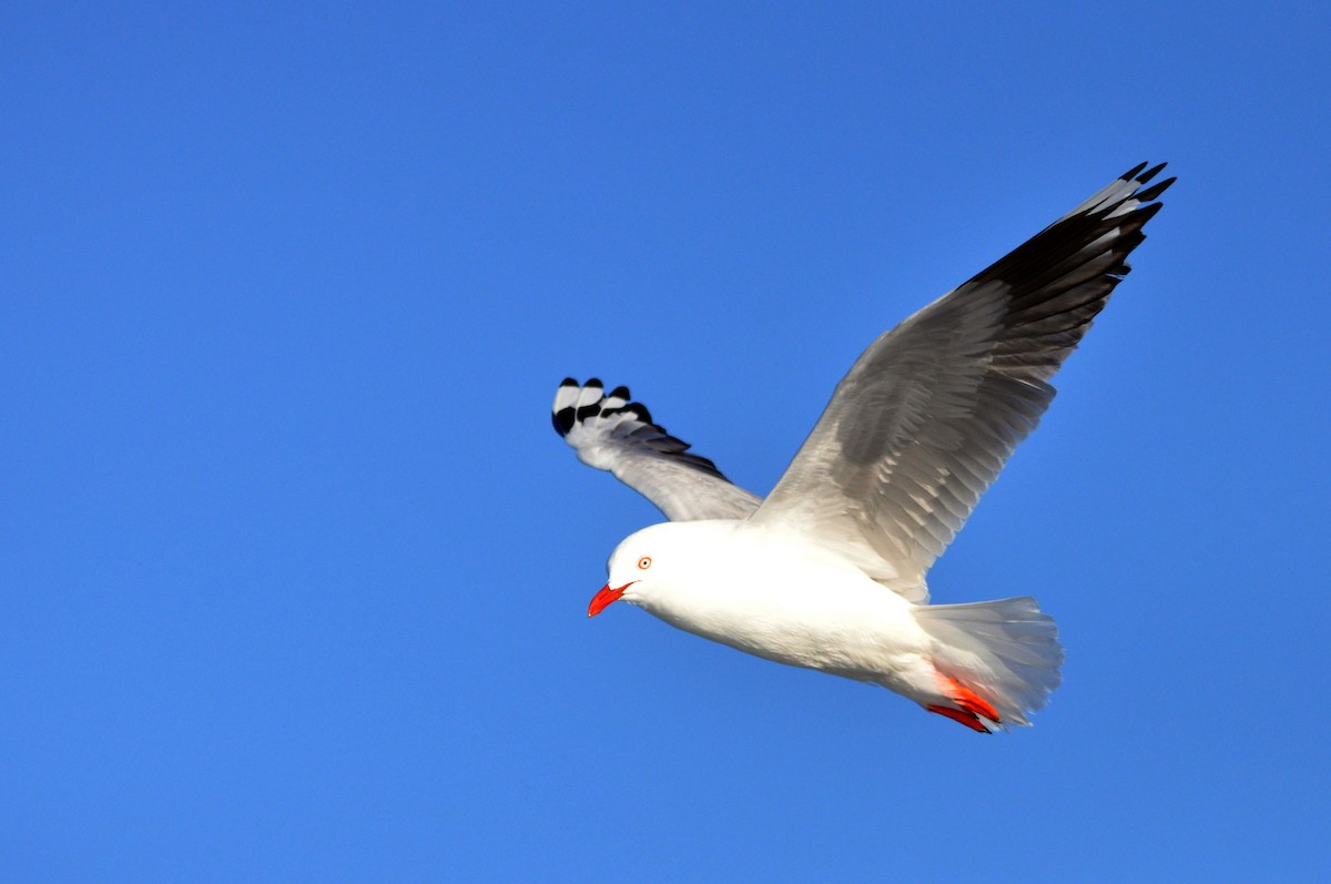 Gaviota Plateada (australiana) - ML517817761