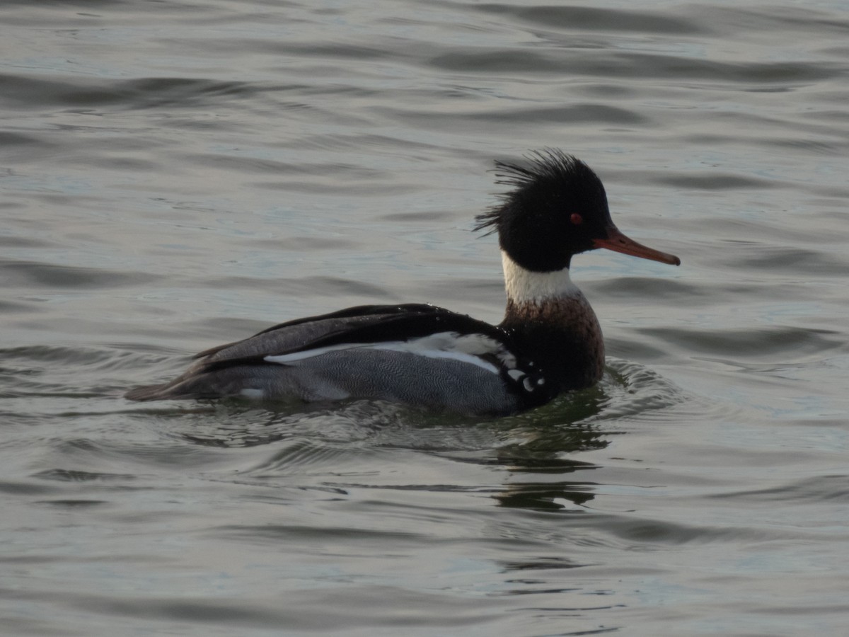 Red-breasted Merganser - ML517818251