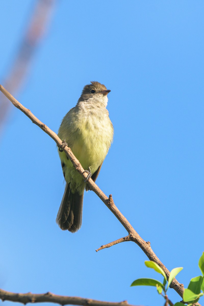 Fiofío Grande - ML517818581