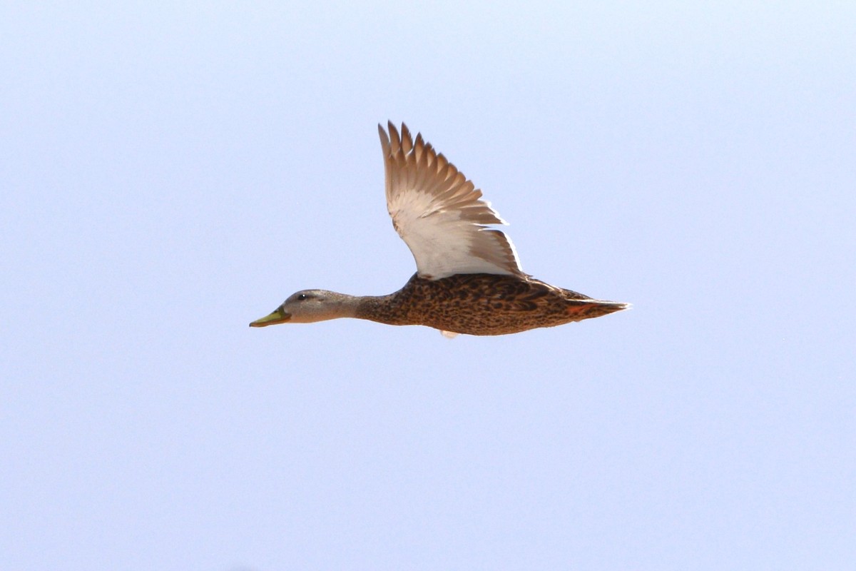 Mexican Duck - ML517819851