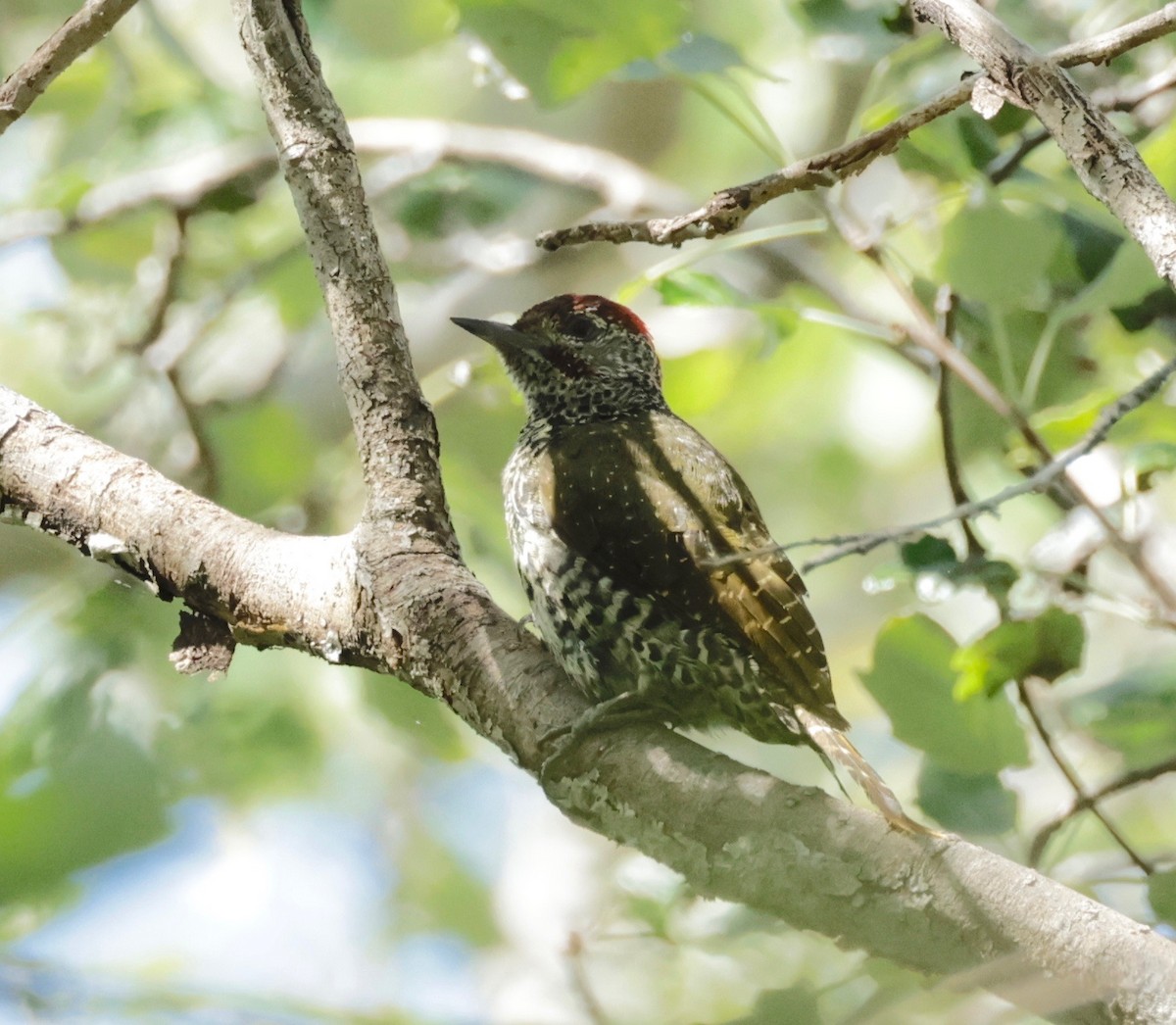 Knysna Woodpecker - Garret Skead